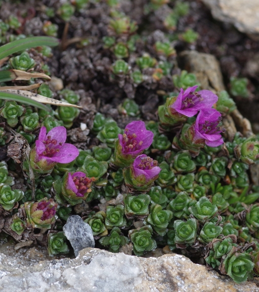 Pflanzenbild gross Gegenblättriger Steinbrech - Saxifraga oppositifolia