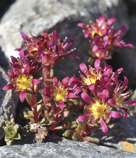 Pflanzenbild gross Zweiblütiger Steinbrech - Saxifraga biflora