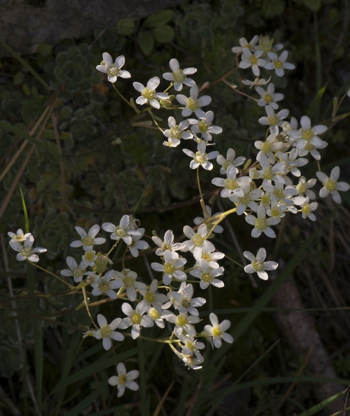Pflanzenbild gross Trauben-Steinbrech - Saxifraga paniculata