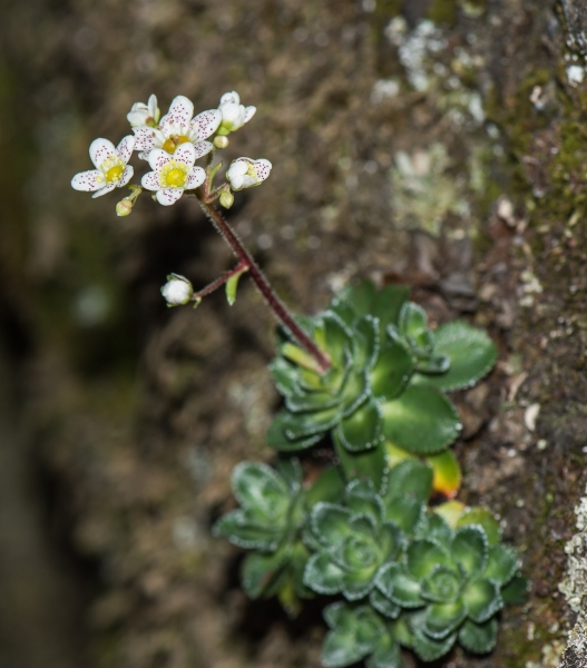 Pflanzenbild gross Trauben-Steinbrech - Saxifraga paniculata