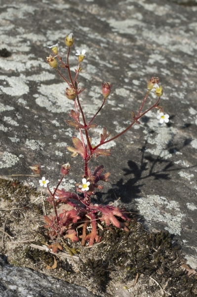 Pflanzenbild gross Dreifingeriger Steinbrech - Saxifraga tridactylites
