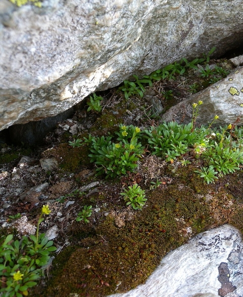 Pflanzenbild gross Séguiers Steinbrech - Saxifraga seguieri