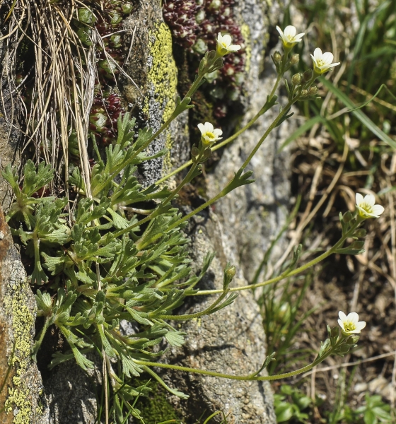 Pflanzenbild gross Gefurchter Steinbrech - Saxifraga exarata subsp. exarata