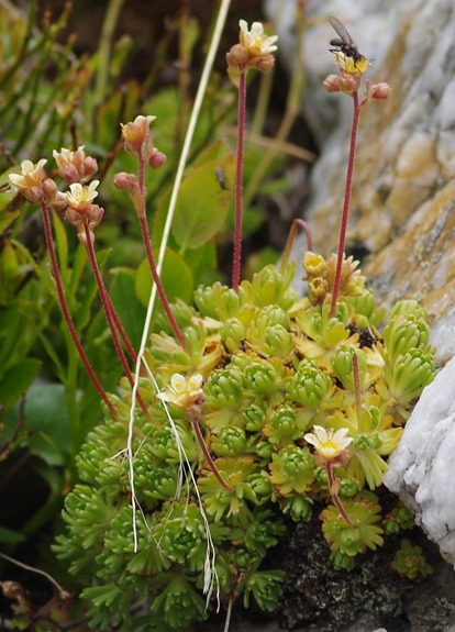 Pflanzenbild gross Moschus-Steinbrech - Saxifraga exarata subsp. moschata