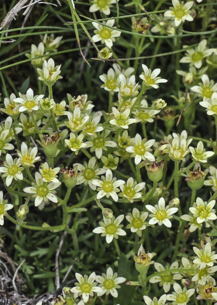 Pflanzenbild gross Moschus-Steinbrech - Saxifraga exarata subsp. moschata