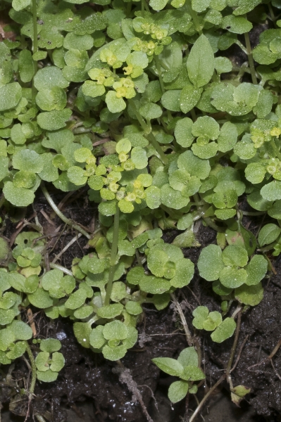 Pflanzenbild gross Gegenblättriges Milzkraut - Chrysosplenium oppositifolium