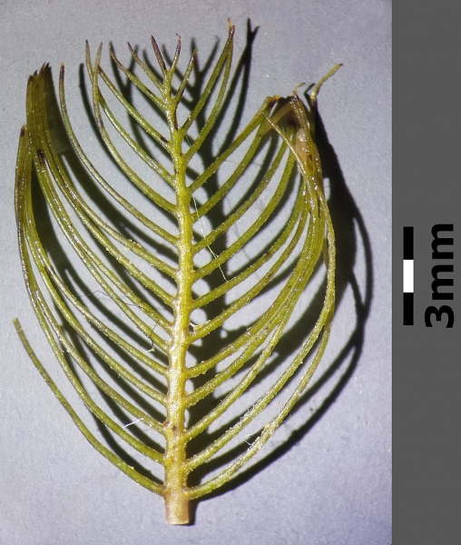 Pflanzenbild gross Ähriges Tausendblatt - Myriophyllum spicatum