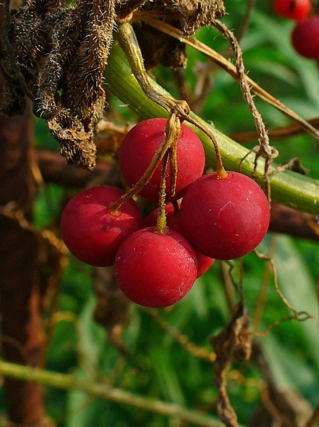 Pflanzenbild gross Zweihäusige Zaunrübe - Bryonia dioica