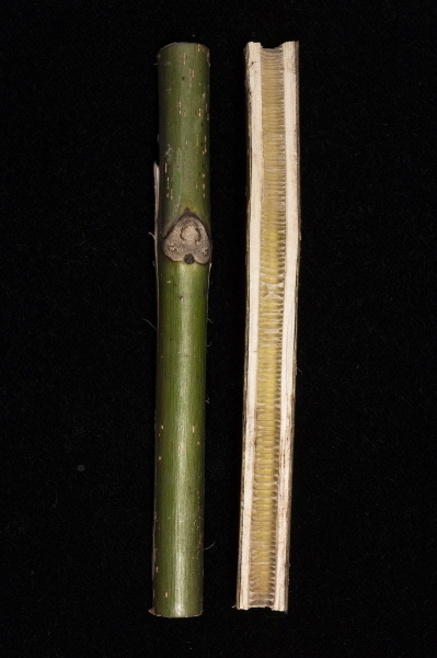 Pflanzenbild gross Walnussbaum - Juglans regia