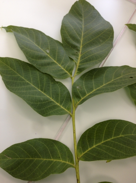 Pflanzenbild gross Walnussbaum - Juglans regia