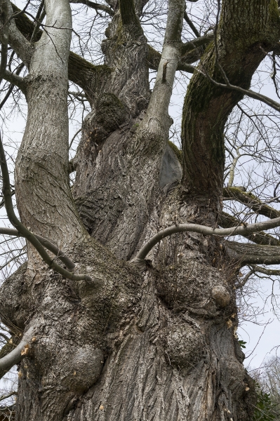 Pflanzenbild gross Edel-Kastanie - Castanea sativa