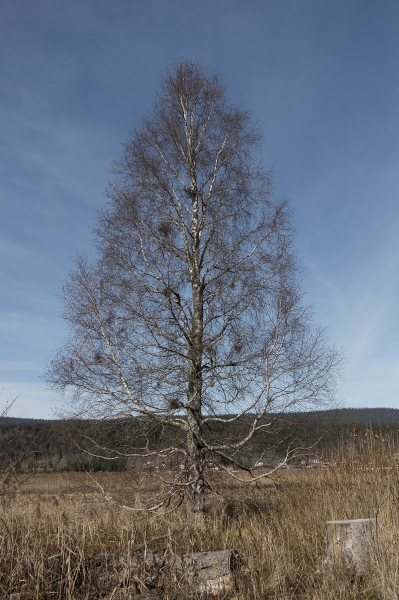 Pflanzenbild gross Moor-Birke - Betula pubescens