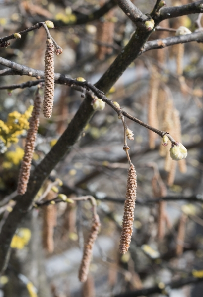 Pflanzenbild gross Haselstrauch - Corylus avellana