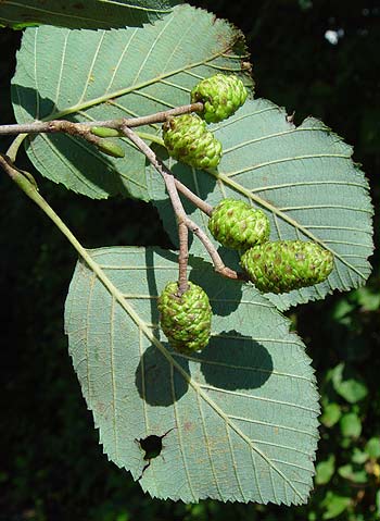 Pflanzenbild gross Grau-Erle - Alnus incana