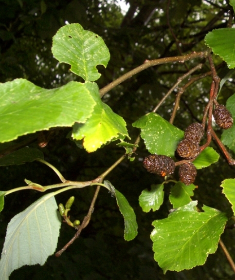 Pflanzenbild gross Grau-Erle - Alnus incana