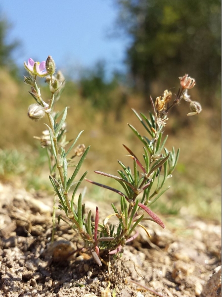 Pflanzenbild gross Rote Schuppenmiere - Spergularia rubra