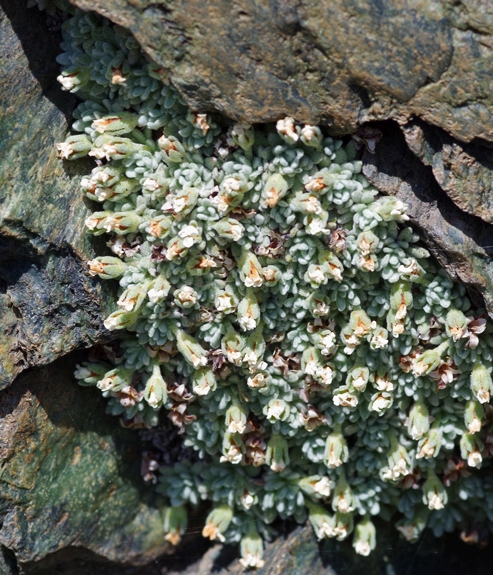 Pflanzenbild gross Vandellis Mannsschild - Androsace vandellii