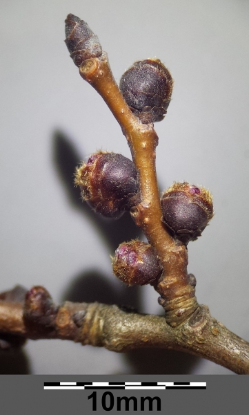 Pflanzenbild gross Feld-Ulme - Ulmus minor