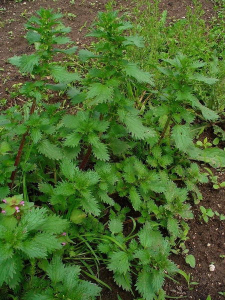 Pflanzenbild gross Kleine Brennnessel - Urtica urens