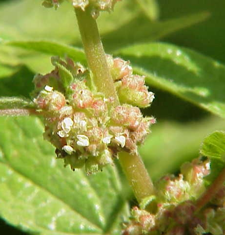 Pflanzenbild gross Aufrechtes Glaskraut - Parietaria officinalis