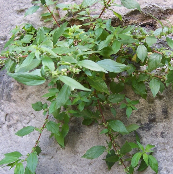 Pflanzenbild gross Niederliegendes Glaskraut - Parietaria judaica