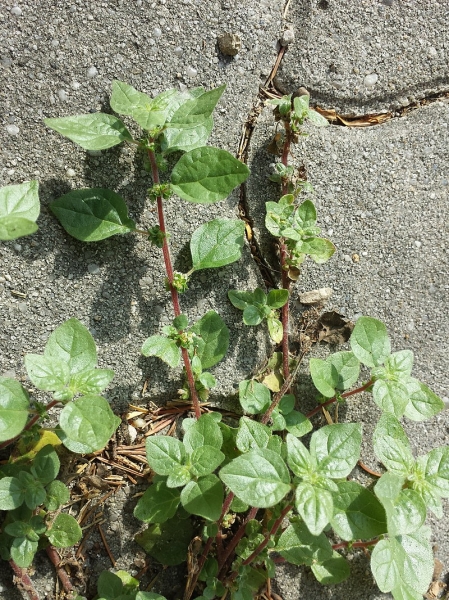 Pflanzenbild gross Niederliegendes Glaskraut - Parietaria judaica