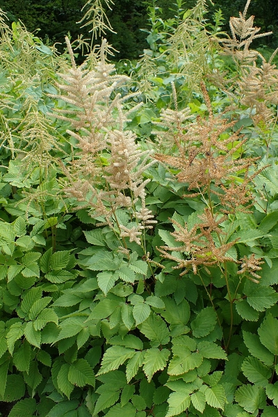 Pflanzenbild gross Wald-Geissbart - Aruncus dioicus