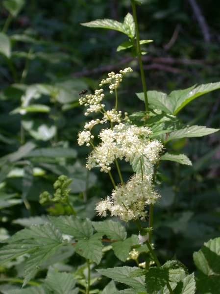 Pflanzenbild gross Moor-Geissbart - Filipendula ulmaria