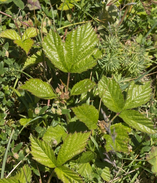 Pflanzenbild gross Steinbeere - Rubus saxatilis