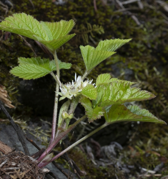 Pflanzenbild gross Steinbeere - Rubus saxatilis