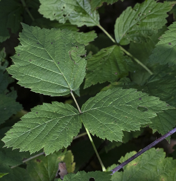 Pflanzenbild gross Blaue Brombeere - Rubus caesius