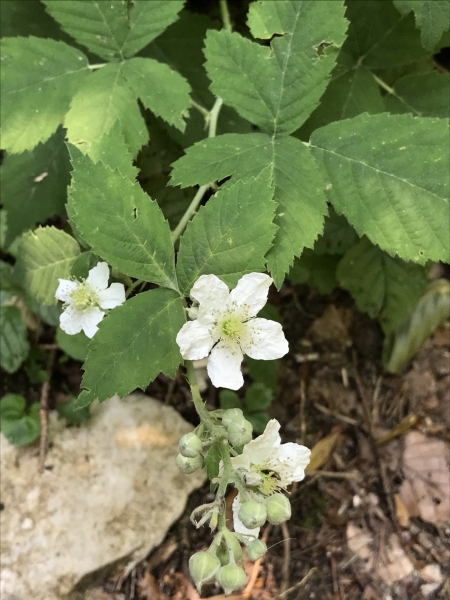 Pflanzenbild gross Blaue Brombeere - Rubus caesius