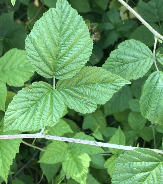 Pflanzenbild gross Blaue Brombeere - Rubus caesius
