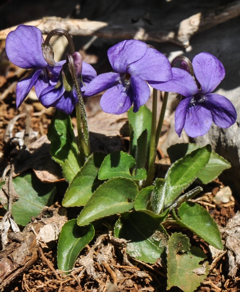 Pflanzenbild gross Behaartes Veilchen - Viola hirta