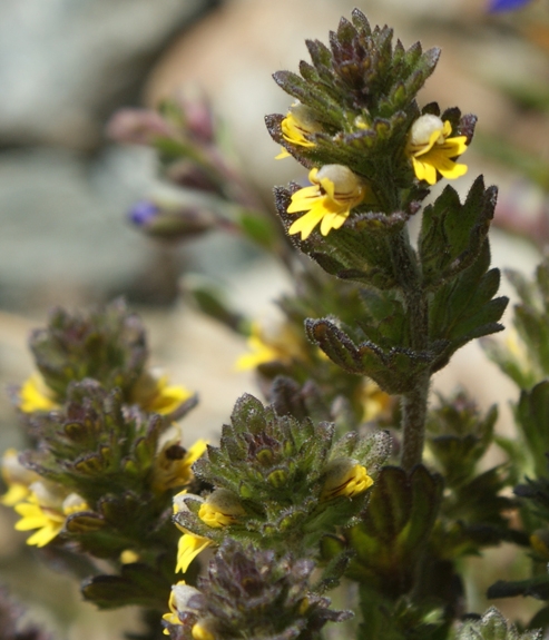Pflanzenbild gross Zwerg-Augentrost - Euphrasia minima