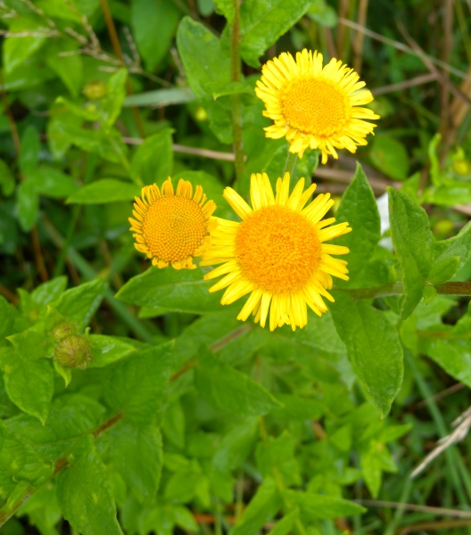 Pflanzenbild gross Grosses Flohkraut - Pulicaria dysenterica
