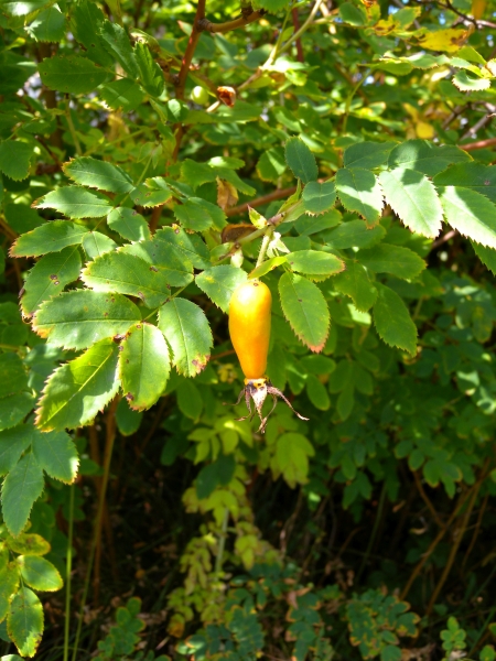Pflanzenbild gross Alpen-Hagrose - Rosa pendulina