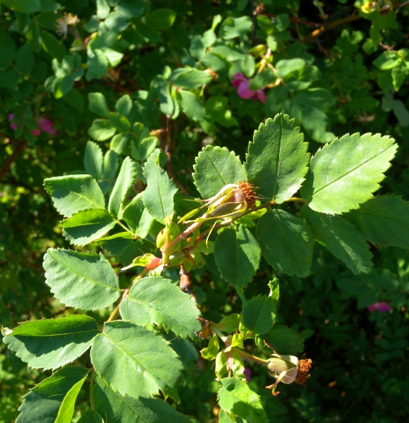 Pflanzenbild gross Alpen-Hagrose - Rosa pendulina