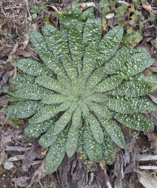 Pflanzenbild gross Gemeiner Natterkopf - Echium vulgare