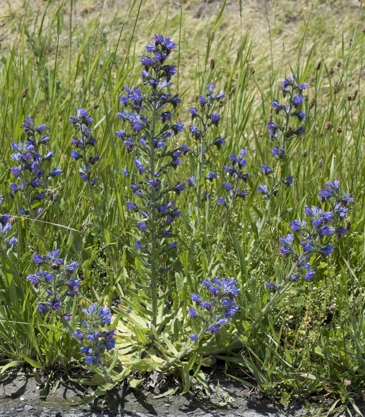 Pflanzenbild gross Gemeiner Natterkopf - Echium vulgare