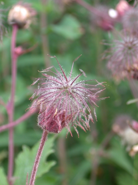 Pflanzenbild gross Bach-Nelkenwurz - Geum rivale