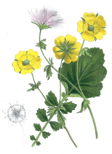 Pflanzenbild gross Berg-Nelkenwurz - Geum montanum