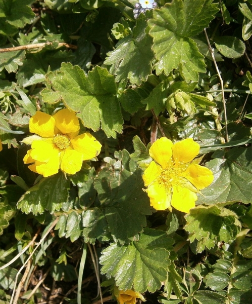 Pflanzenbild gross Berg-Nelkenwurz - Geum montanum