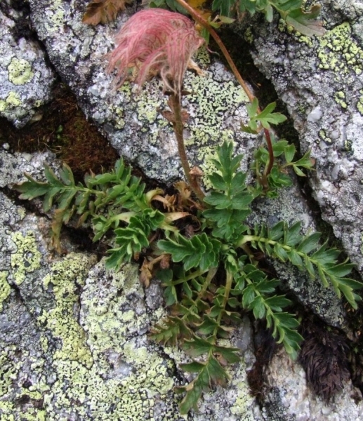 Pflanzenbild gross Kriechende Nelkenwurz - Geum reptans