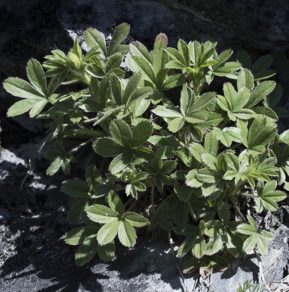 Pflanzenbild gross Vielstängeliges Fingerkraut - Potentilla caulescens