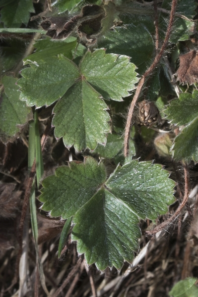 Pflanzenbild gross Erdbeer-Fingerkraut - Potentilla sterilis