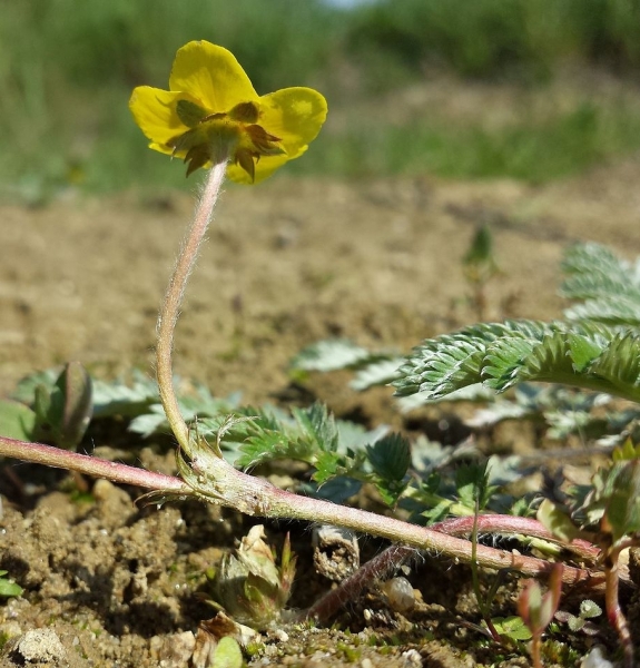Pflanzenbild gross Gänse-Fingerkraut - Potentilla anserina