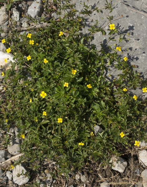 Pflanzenbild gross Blutwurz - Potentilla erecta
