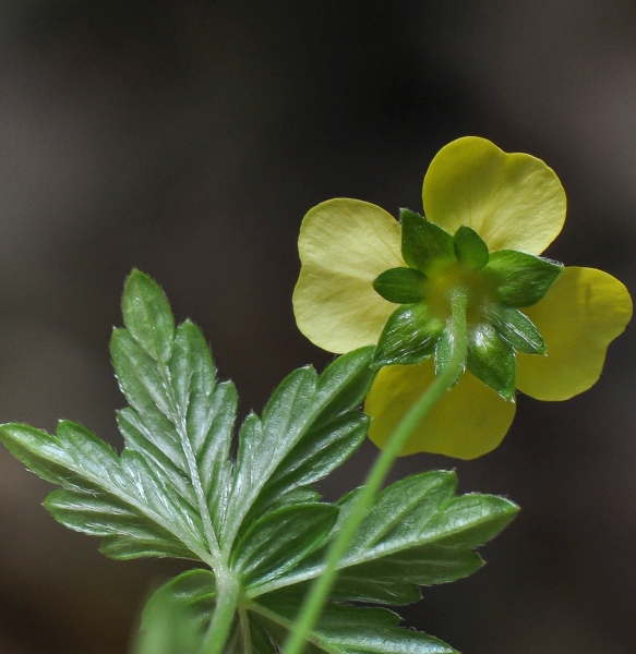 Pflanzenbild gross Blutwurz - Potentilla erecta