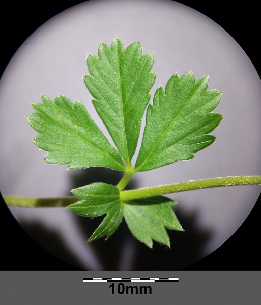 Pflanzenbild gross Blutwurz - Potentilla erecta